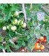 Tomate Jani (Semillas Ecológicas)