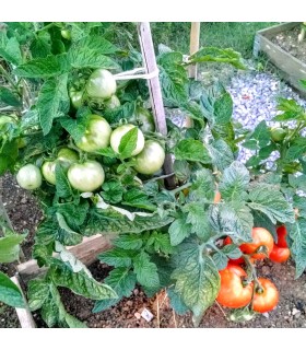 Tomate Jani (Semillas Ecológicas)