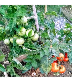 Tomate Jani (Semillas Ecológicas)