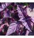 Albahaca Morada (Semillas Ecológicas)