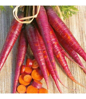 Zanahoria Cosmic Purple