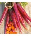 Cosmic Purple Carrot - untreated seeds