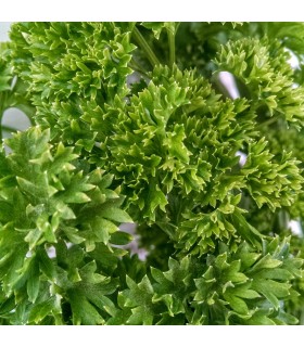 Perejil Rizado (Semillas Ecológicas)