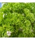 Perejil Rizado (Semillas Ecológicas)