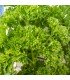 Perejil Rizado (Semillas Ecológicas)