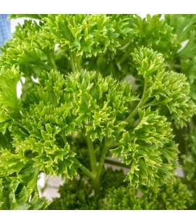 Perejil Rizado (Semillas Ecológicas)
