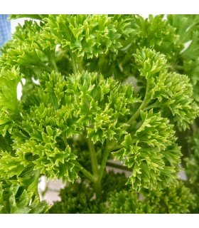 Perejil Rizado (Semillas Ecológicas)