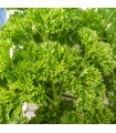 Curly Parsley - untreated seeds