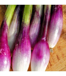 Cebolla Rosa Larga de Florencia (Semillas Ecológicas)