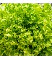 Lechuga Green Salad Bowl - semillas sin tratamiento