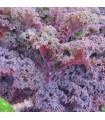 Purple Curly Kale - untreated seeds