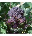 Early Purple Broccoli - untreated seeds