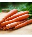 Carrot Nantes 2 - untreated seeds