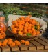Pimiento Picante Habanero Naranja (Semillas Ecológicas)