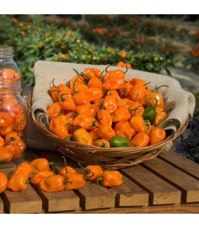 Pimiento Picante Habanero Naranja (Semillas Ecológicas)