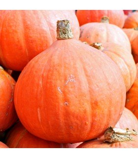 Calabaza Hokkaido Potimarrón Naranja (Semillas Ecológicas)