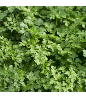 Perejil Gigante de Italia (Semillas Ecológicas)