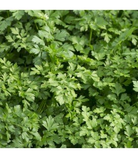 Perejil Gigante de Italia (Semillas Ecológicas)