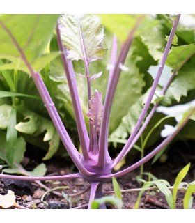 Colirrábano Azur Star (Semillas Ecológicas)