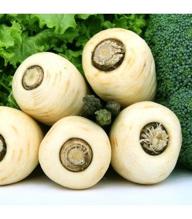 Chirivía White Gem (Semillas Ecológicas)