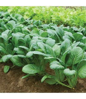 Komatsuna F1 Shoganyan