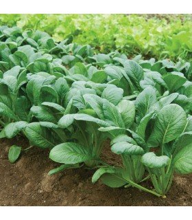 Komatsuna F1 Shoganyan