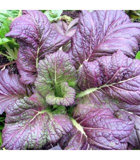 Mostaza Hoja Ancha Red Gigant (Semillas Ecológicas)