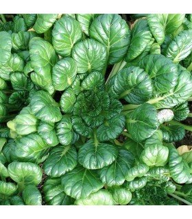 Tatsoi (Semillas Ecológicas)