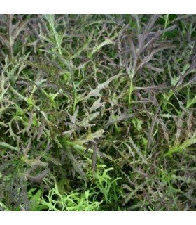 Mostaza Ruby Streaks