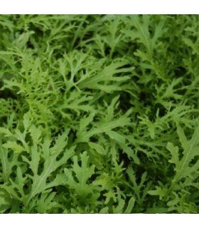 Mostaza Golden Streaks