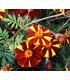 Tagetes Patula Molinillo maravilla