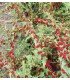Espinaca fresa (Chenopodium capitatum)