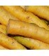 Zanahoria Jaune du Doubs