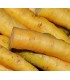 Zanahoria Jaune du Doubs