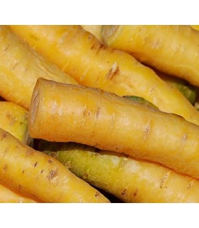 Zanahoria Jaune du Doubs