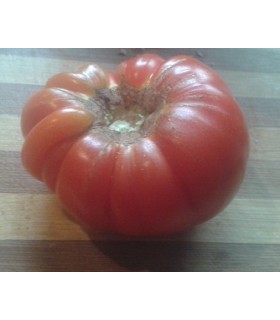 Tomate RAF