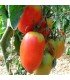 Tomate Amish paste