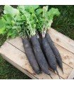 Long black radish D´Horloge - seeds without treatment