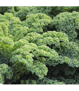 Kale halbhoher grüner krauser