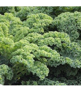 Kale halbhoher grüner krauser