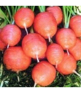 Zanahoria redonda de Paris