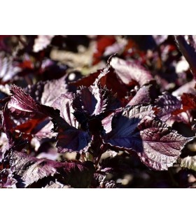 Shiso Rojo Perilla Frutescens