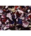 Shiso Rojo Perilla Frutescens - graines non traitées
