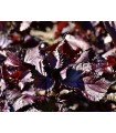 Shiso Rojo Perilla Frutescens - untreated seeds