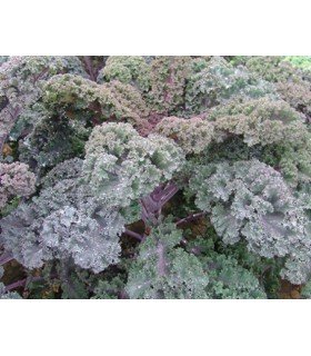 Kale scarlet