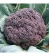 Brócoli morado Miranda
