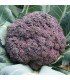 Brócoli morado Miranda