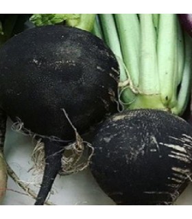 Rábano Negro de Viena