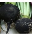 Vienna Black Radish - untreated seeds