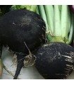 Vienna Black Radish - untreated seeds